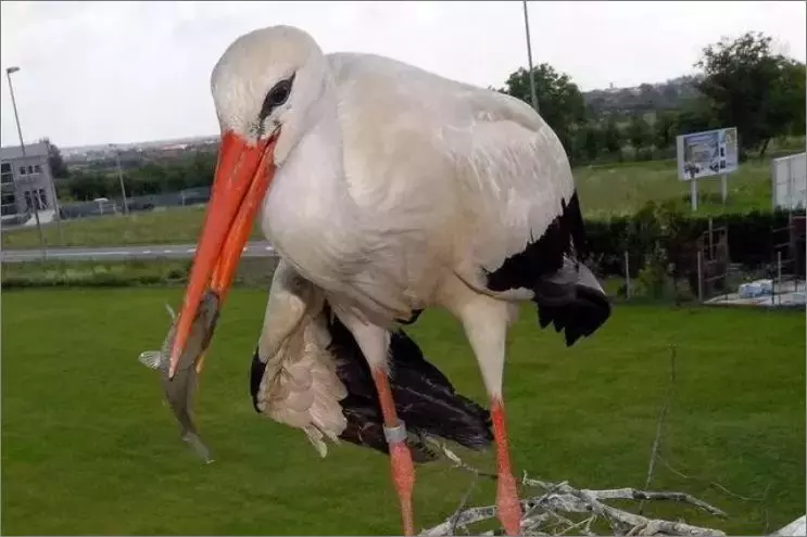 被誉为21世纪最奇葩的感情！让总统落泪，全世界头版头条给了他