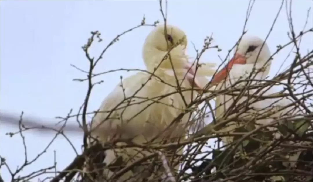 被誉为21世纪最奇葩的感情！让总统落泪，全世界头版头条给了他