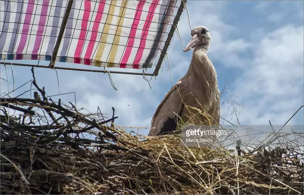 被誉为21世纪最奇葩的感情！让总统落泪，全世界头版头条给了他