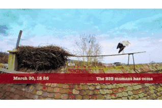 被誉为21世纪最奇葩的感情！让总统落泪，全世界头版头条给了他