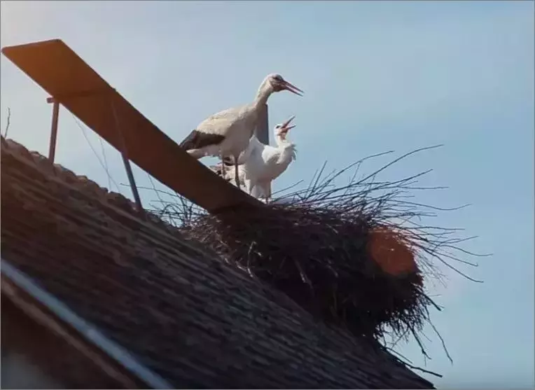 被誉为21世纪最奇葩的感情！让总统落泪，全世界头版头条给了他