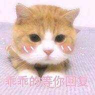 猫咪可爱表情包:小哥哥,网恋吗
