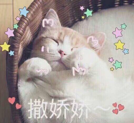 猫咪可爱表情包:小哥哥,网恋吗