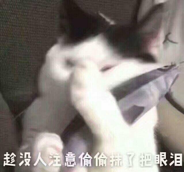 猫咪可爱表情包:小哥哥,网恋吗