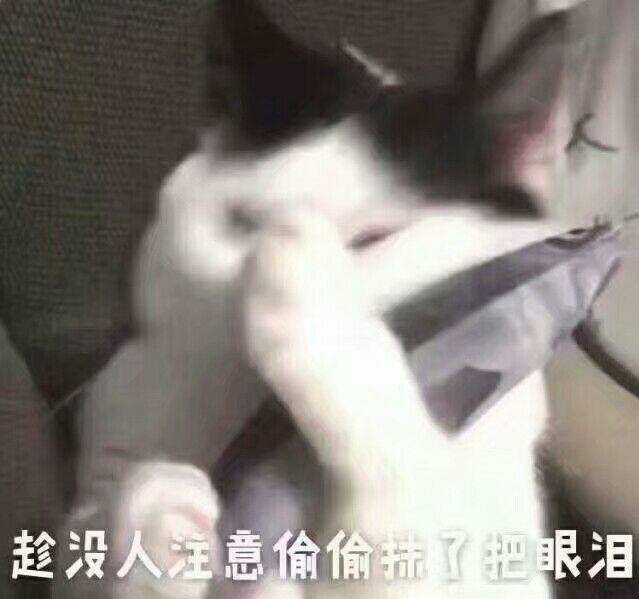 猫咪可爱表情包：小哥哥，网恋吗