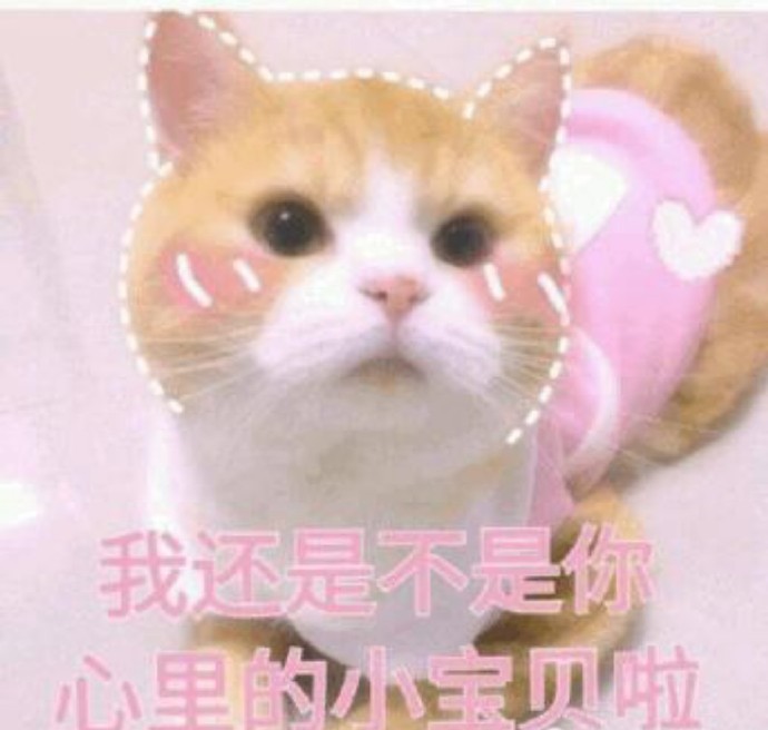 猫咪可爱表情包:小哥哥,网恋吗