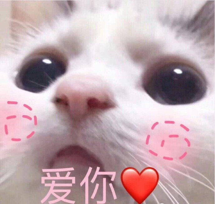 猫咪可爱表情包:小哥哥,网恋吗