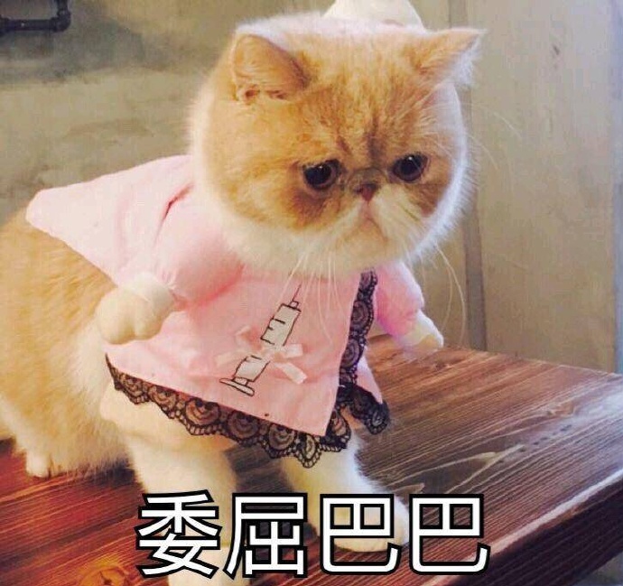 猫咪可爱表情包:小哥哥,网恋吗