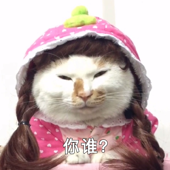 猫咪可爱表情包:小哥哥,网恋吗