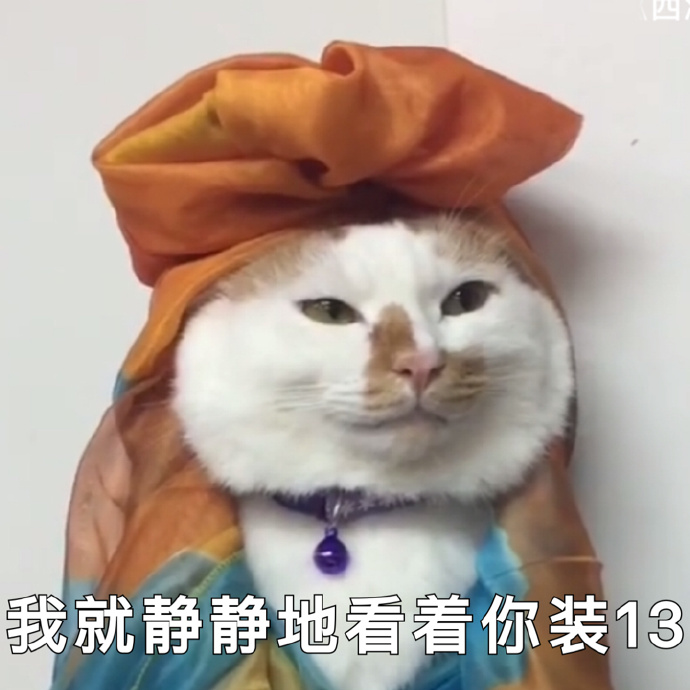 猫咪可爱表情包：小哥哥，网恋吗