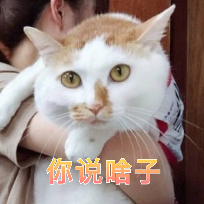 猫咪可爱表情包：小哥哥，网恋吗