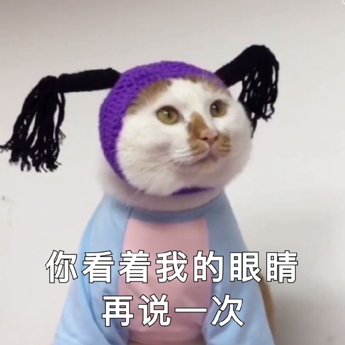 猫咪可爱表情包：小哥哥，网恋吗