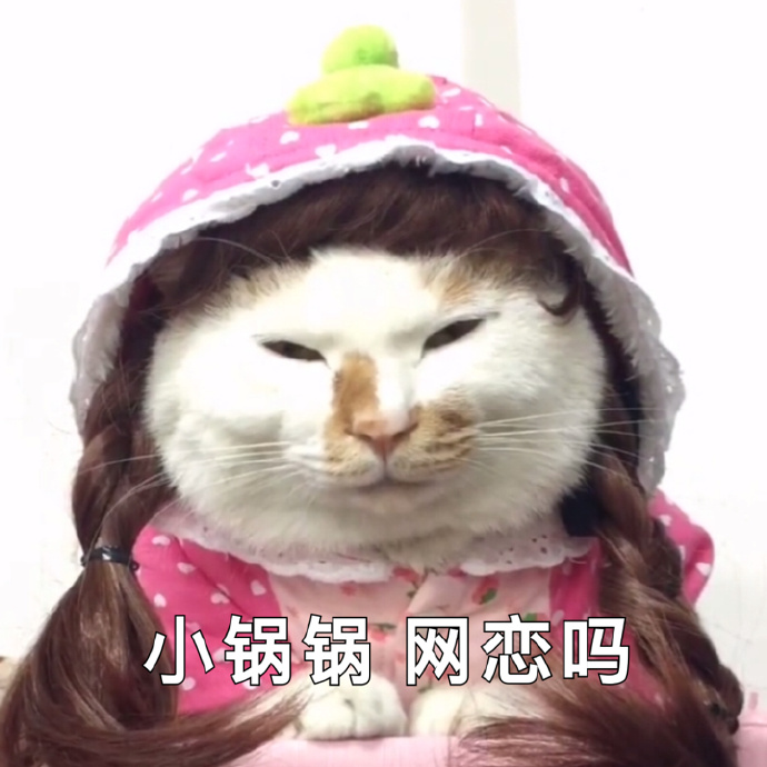 猫咪可爱表情包:小哥哥,网恋吗
