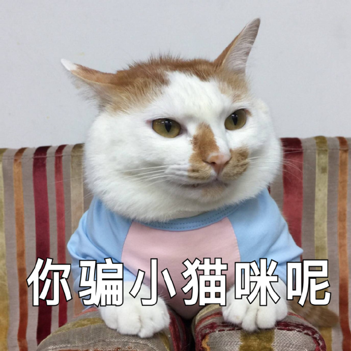 猫咪可爱表情包：小哥哥，网恋吗