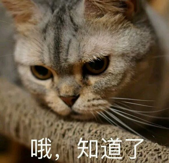 撩男朋友的猫咪表情包30张