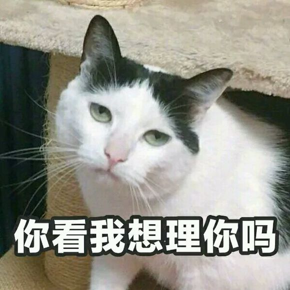 撩男朋友的猫咪表情包30张