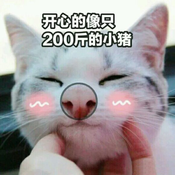 撩男朋友的猫咪表情包30张