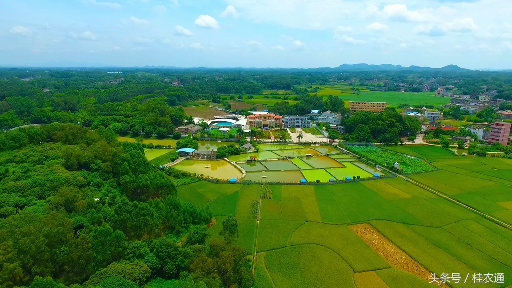 广西甲鱼在哪里(广西名村16:黄沙鳖村玉林市福绵区六龙村,王八也能赚