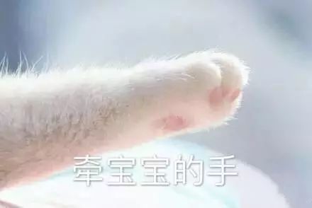 猫咪牵手表情包：牵宝宝的手