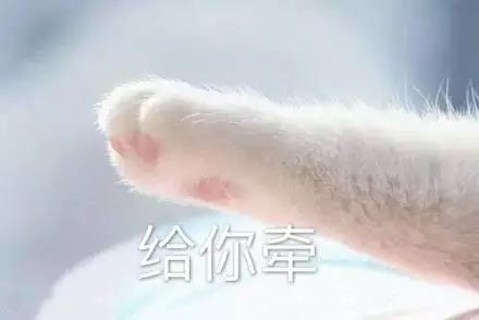 猫咪牵手表情包：牵宝宝的手