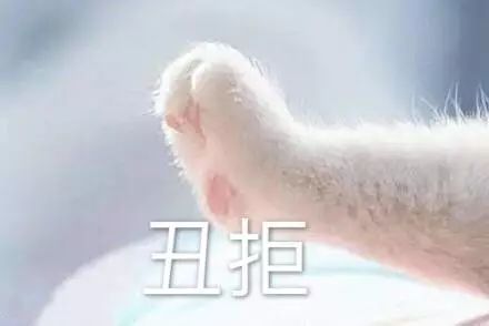 猫咪牵手表情包：牵宝宝的手