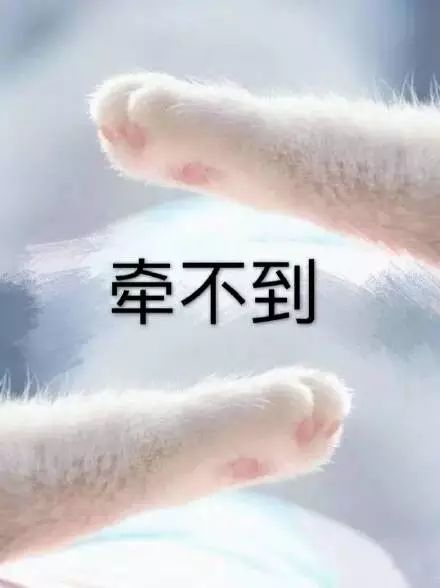 猫咪牵手表情包：牵宝宝的手