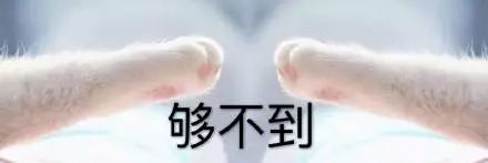 猫咪牵手表情包：牵宝宝的手