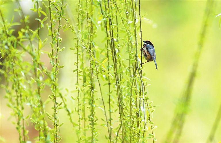 秦观精美宋词名句赏析：韶华不为少年留，恨悠悠，几时休？