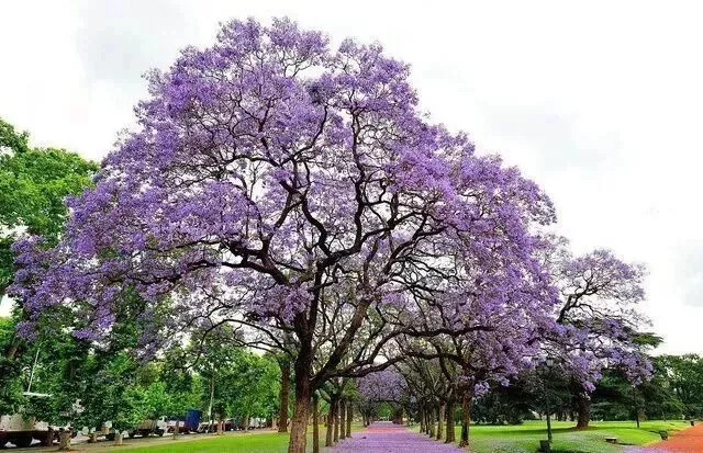 西南政法大学的43处校友捐赠景观背后，是很多深情温暖的景观故事