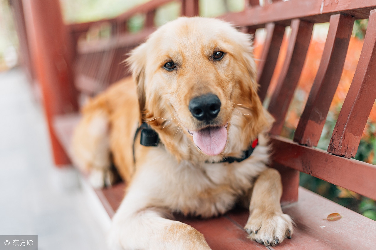 如何照顾金毛猎犬?