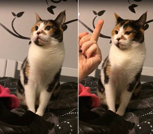 为什么竖中指骂人,为什么说竖中指是骂人的