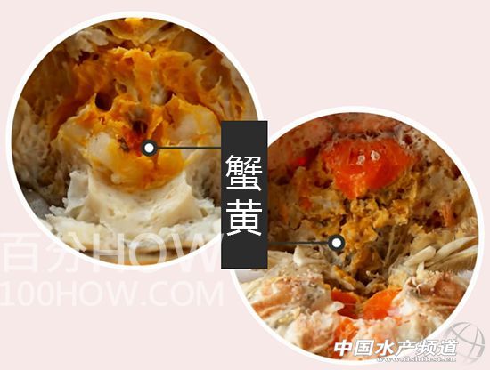 公螃蟹的蟹膏图片(鲜美蟹膏饱览，公螃蟹美味一览无遗)