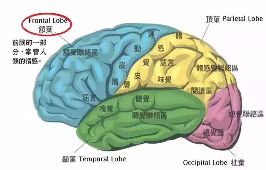 玩转土味情话谐音梗？要么是情圣，要么脑额叶出了问题