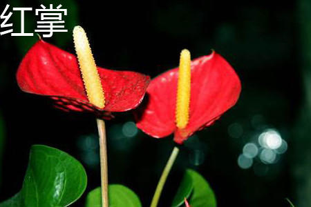 红艳艳的花朵，长得特别像红掌，别再认错买回家了！