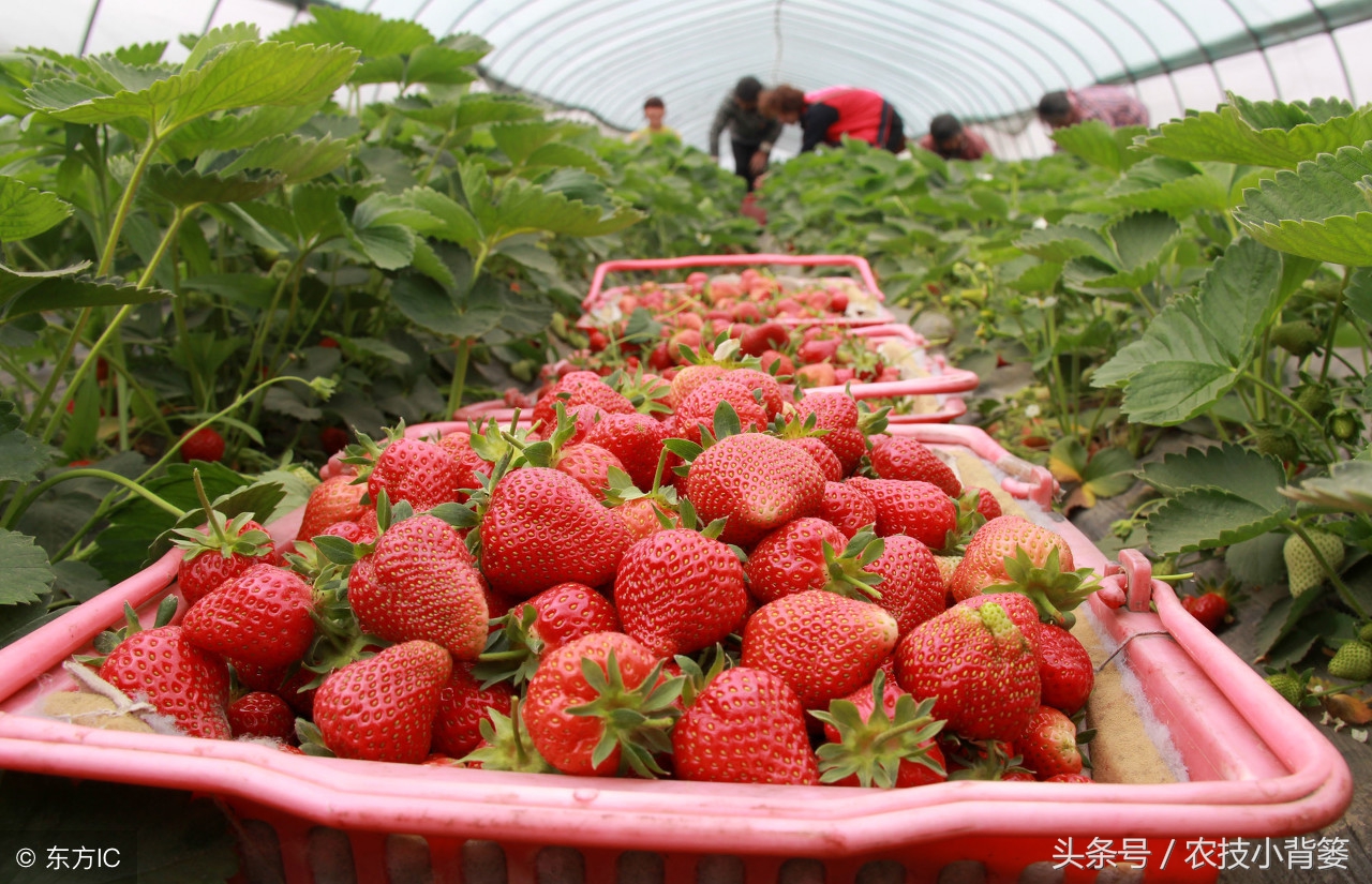 吸草莓(草莓炭疽病发病快、危害重，怎样防治才能有效防治提高产量？)