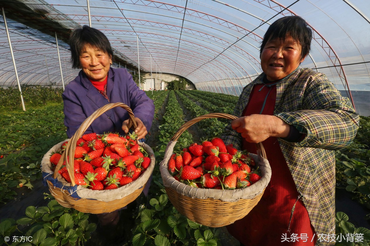 吸草莓(草莓炭疽病发病快、危害重，怎样防治才能有效防治提高产量？)