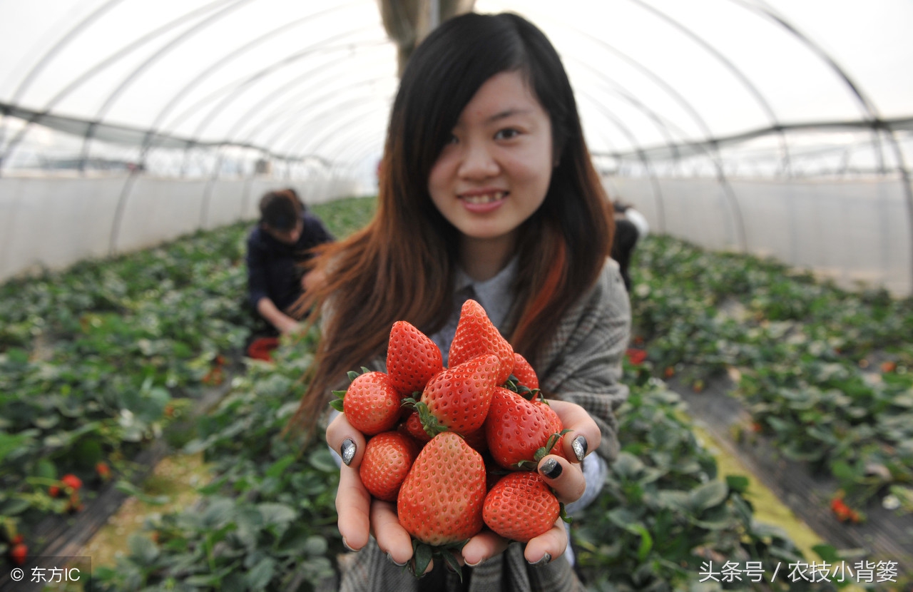 吸草莓(草莓炭疽病发病快、危害重，怎样防治才能有效防治提高产量？)