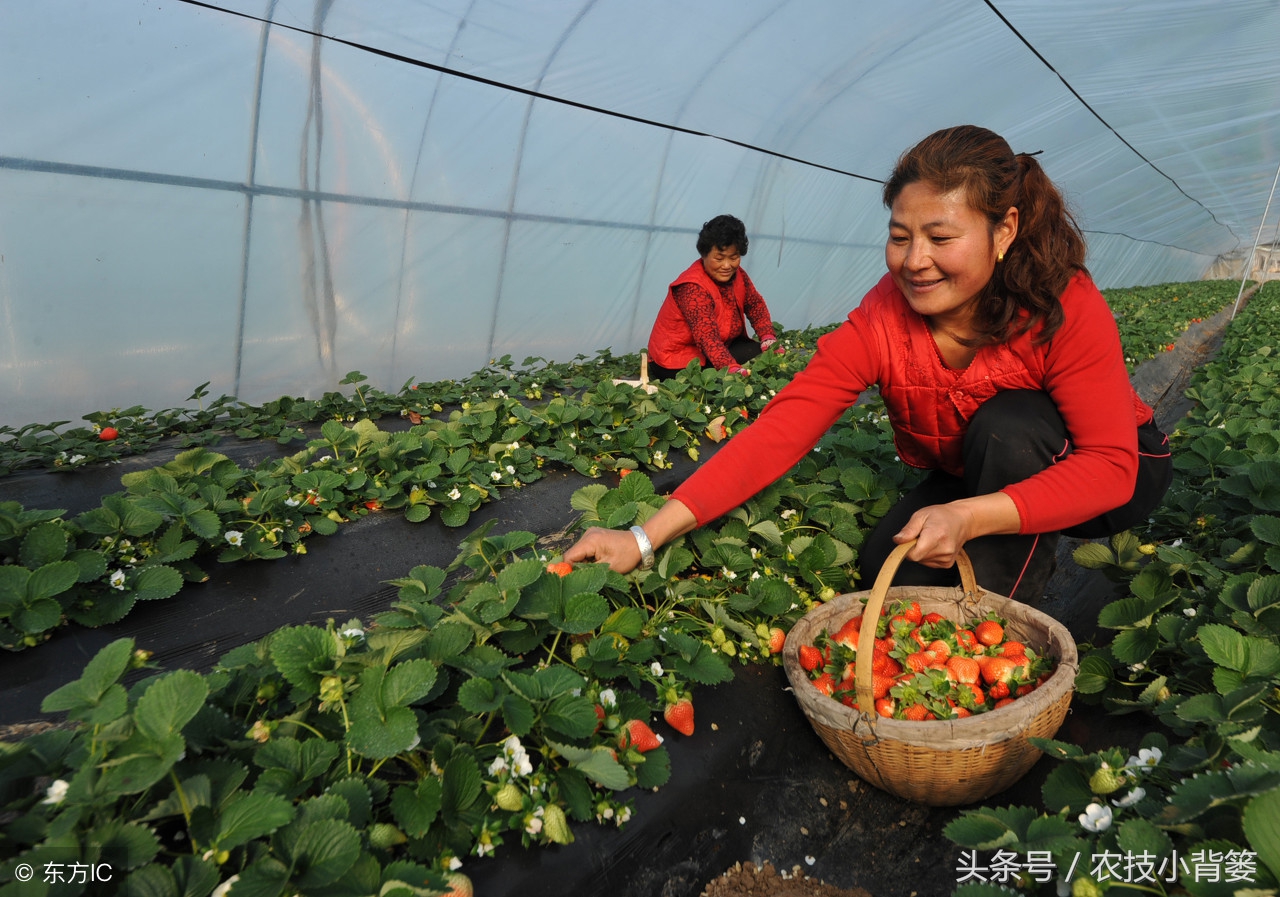 吸草莓(草莓炭疽病发病快、危害重，怎样防治才能有效防治提高产量？)