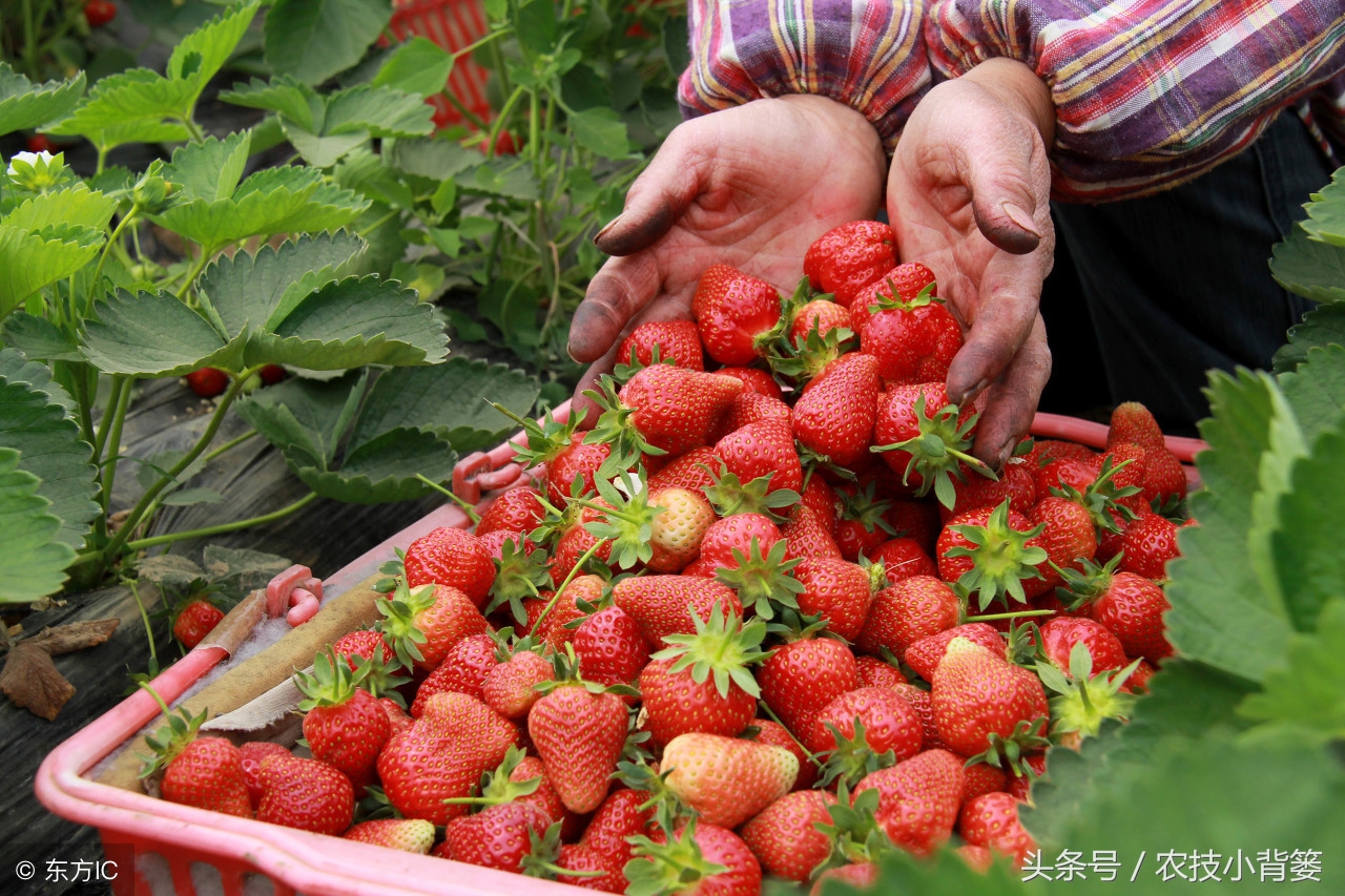 吸草莓(草莓炭疽病发病快、危害重，怎样防治才能有效防治提高产量？)