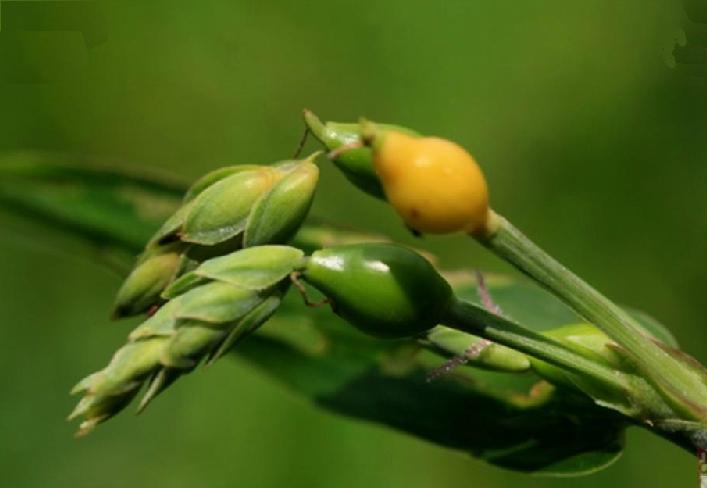 学汉字:只有懂了这个字,成语"薏苡明珠"的意思你才会懂