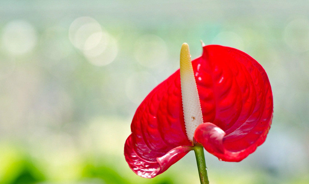 十二生肖·属马·幸运植物