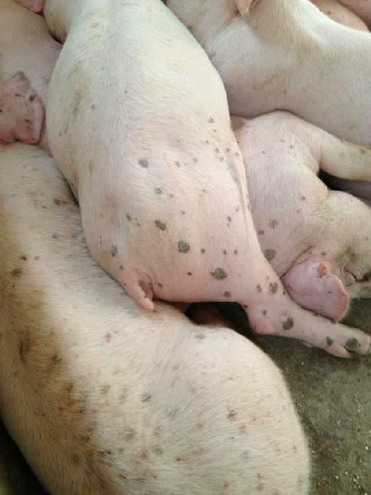 「养猪经验」8种猪的常见皮肤病临床症状与治疗方法!