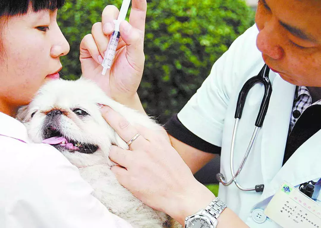 狗狗体检检查这几样就够了,别再花冤枉钱了!