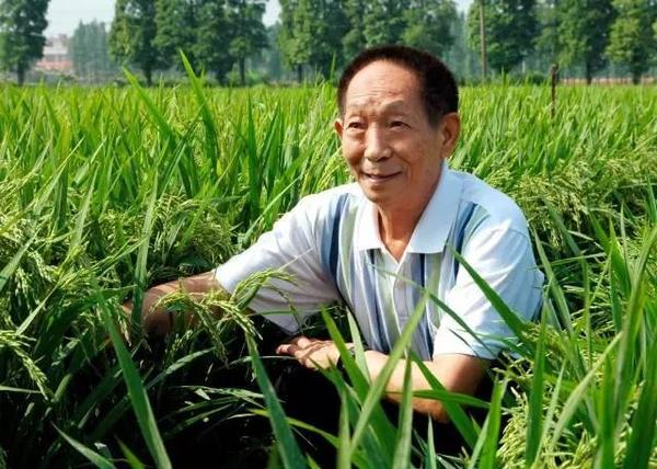 雜交水稻什么時候問世,超級雜交水稻什么時候問世