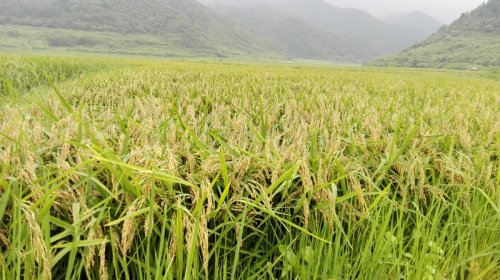雜交水稻什么時候問世,超級雜交水稻什么時候問世