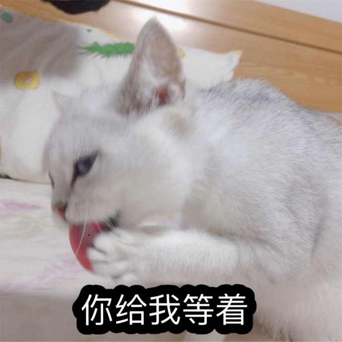 猫咪表情包：你的小可爱已上线