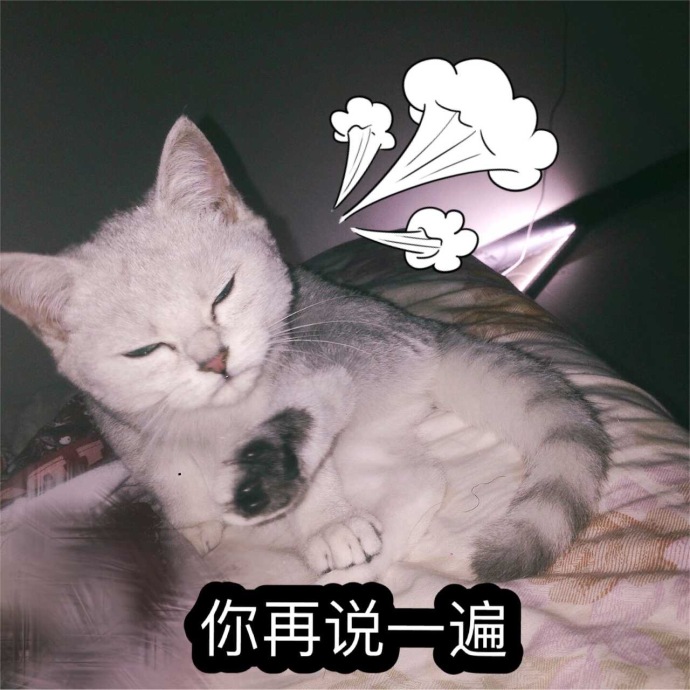 猫咪表情包：你的小可爱已上线