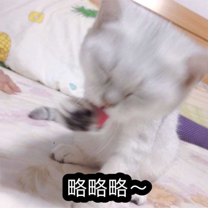 猫咪表情包：你的小可爱已上线