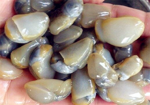 水产泥螺市场价格多少钱一斤?有寄生虫吗?功效与作用有哪些?