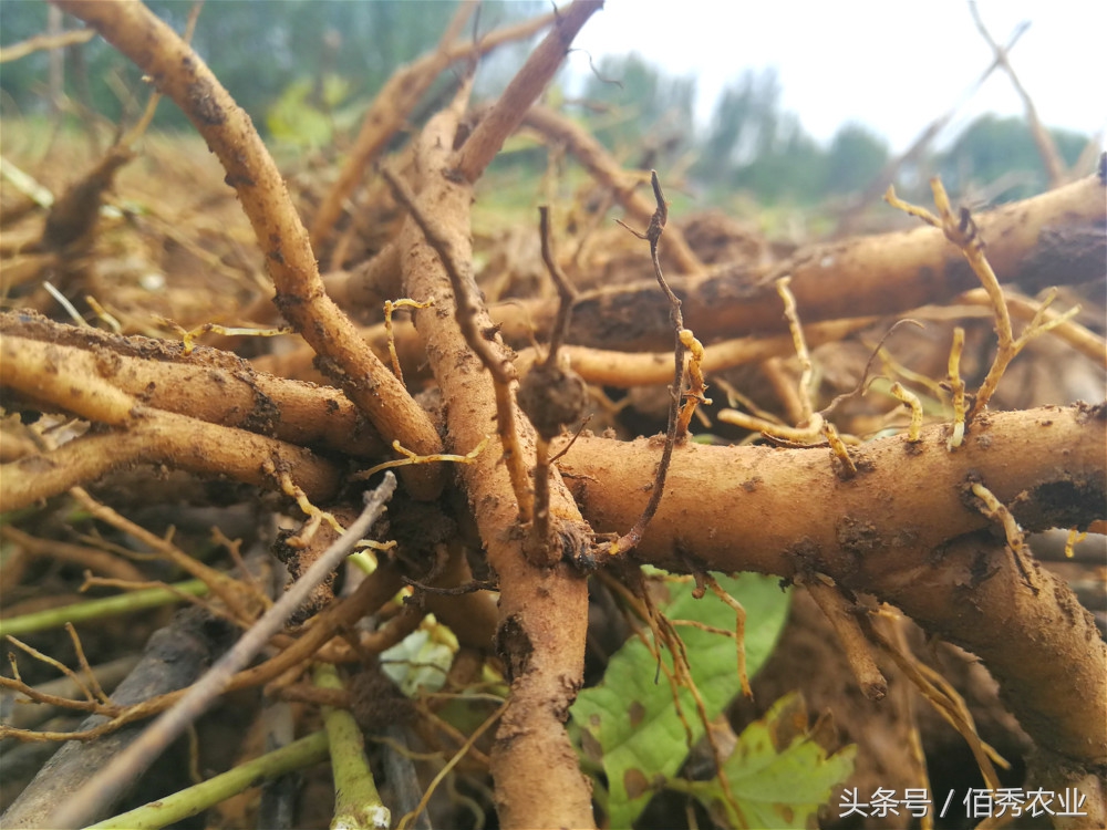 中药材牡丹卖成了"白菜价",跟风种植成祸根,砸在手里该咋办?